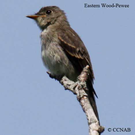 Eastern Wood-Pewee