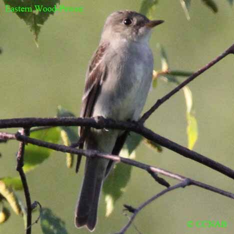 Eastern Wood-Pewee