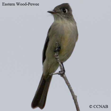 Eastern Wood-Pewee