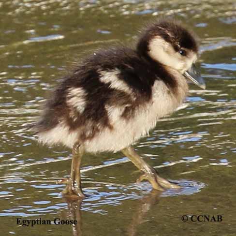 Birds of North America