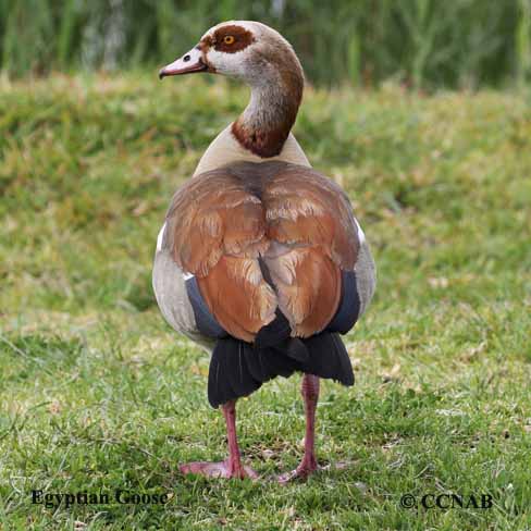 Egyptian Goose