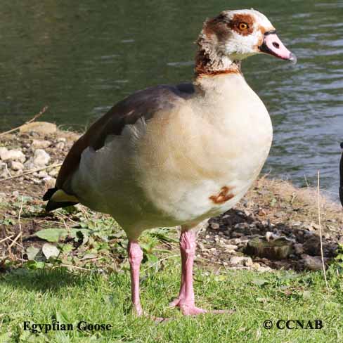 Egyptian Goose