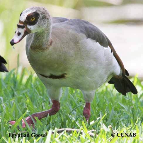 Egyptian Goose