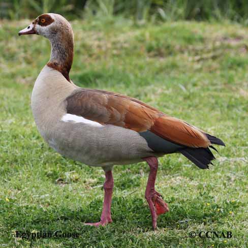 Birds of North America