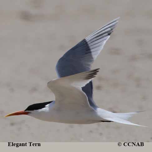 Elegant Tern