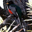 Elegant Trogon