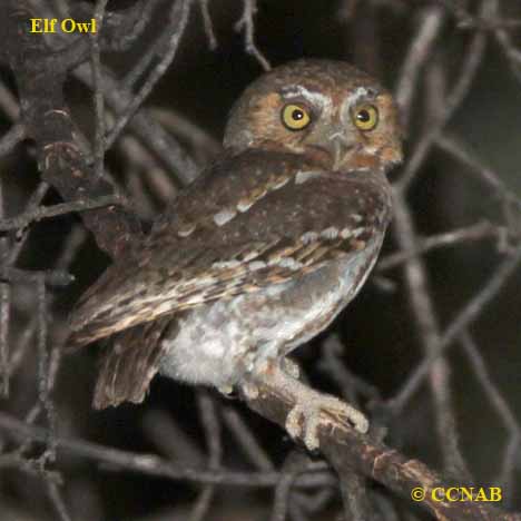 Elf Owl