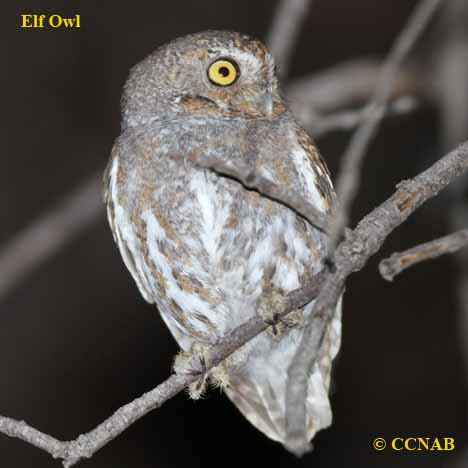 Elf Owl