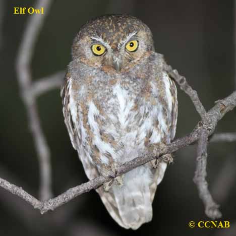 Elf Owl