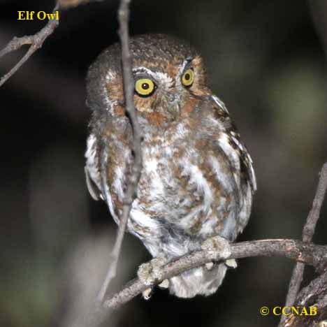 Elf Owl