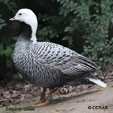 Emperor Goose