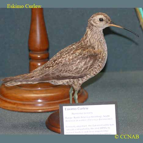 Eskimo Curlew