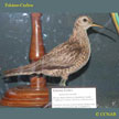 Eskimo Curlew