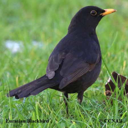 Eurasian Blackbird