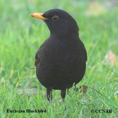 Birds of North America