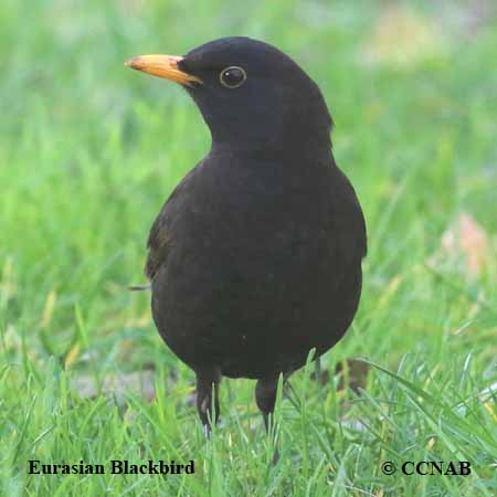 Eurasian Blackbird