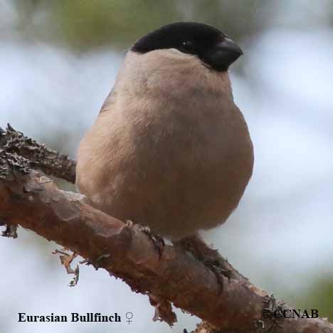 Eurasian Bullfinch