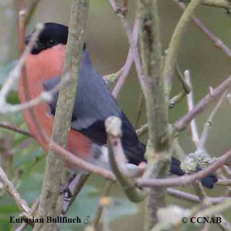 Birds of North America