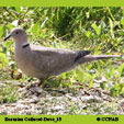 Eurasian Collared-Dove range map