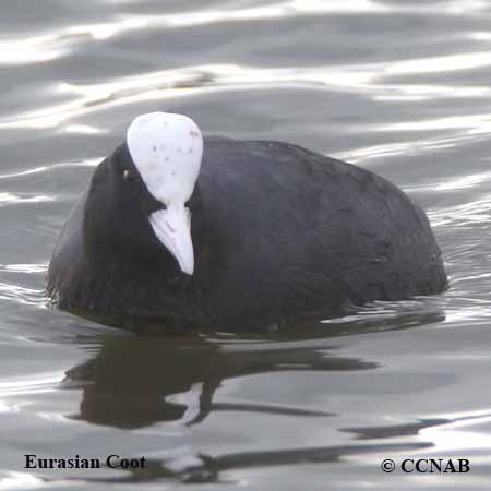 Eurasian Coot