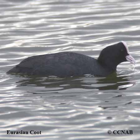 Birds of North America