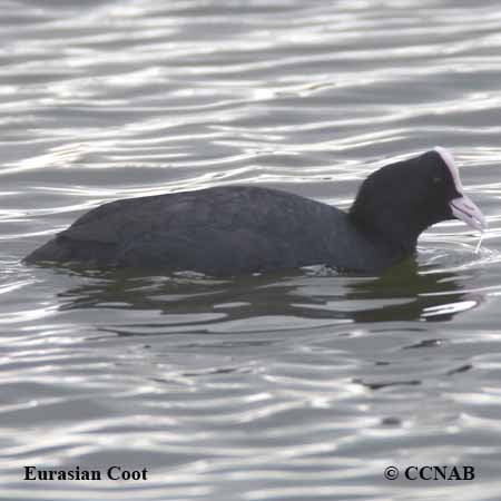 Eurasian Coot