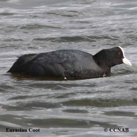 Birds of North America