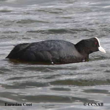 Eurasian Coot