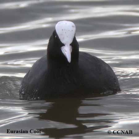 Birds of North America