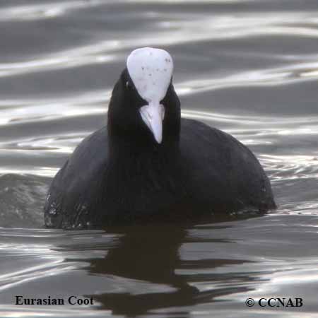 Eurasian Coot