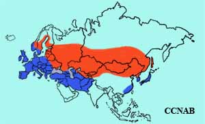 Eurasian Coot range