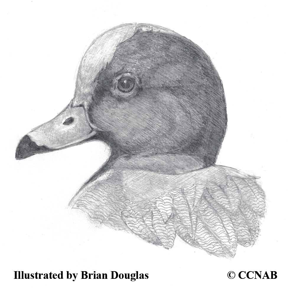 Eurasian Ducks