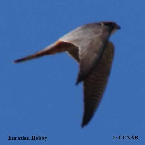 Eurasian Hobby