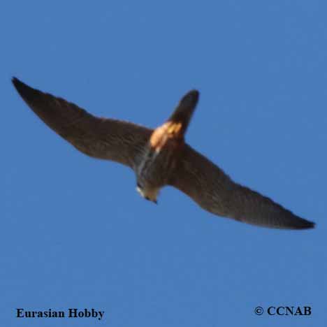 Eurasian Hobby