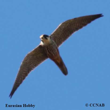 Eurasian Hobby