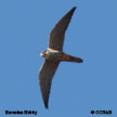 Eurasian Hobby