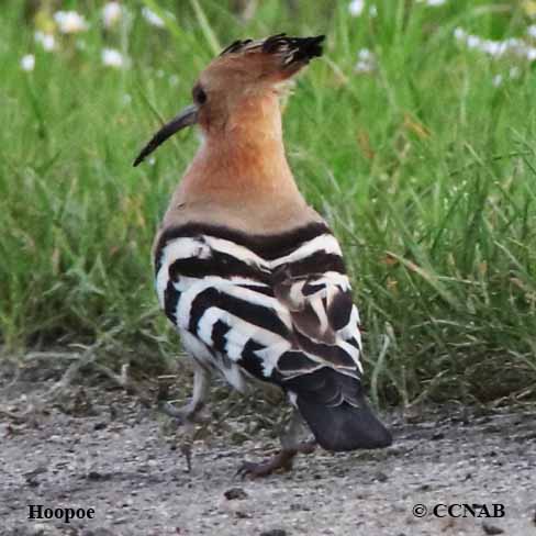 Eurasian Hoopoe