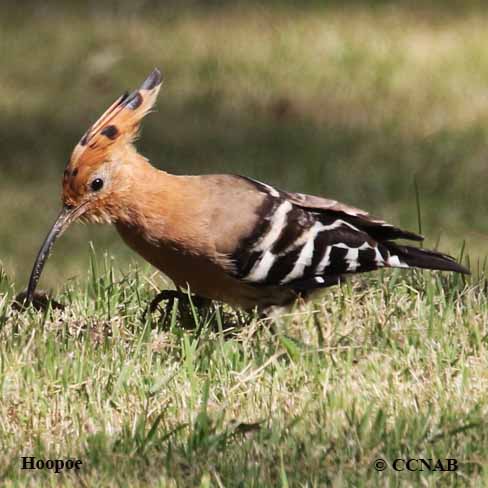 Eurasian Hoopoe