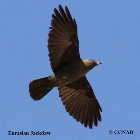 Eurasian Jackdaw