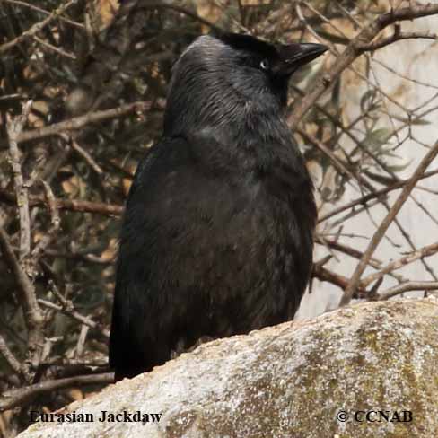 Eurasian Jackdaw