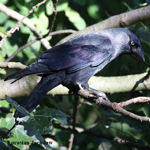 Eurasian Jackdaw