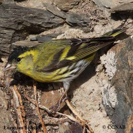 Eurasian Siskin