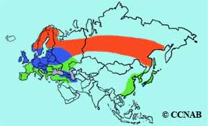 Eurasian Siskin range