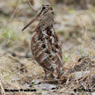 Eurasian Woodcock