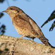 Eurasian Wryneck range map