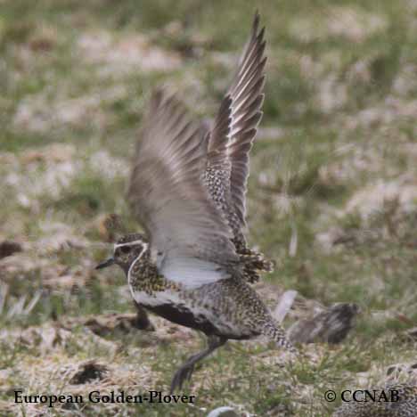 Birds of North America