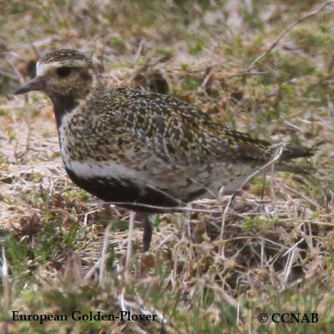 European Golden-Plover