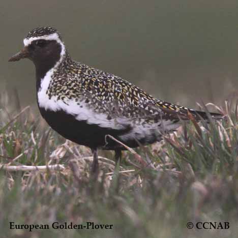 Birds of North America