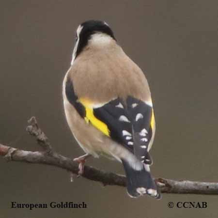 European Goldfinch