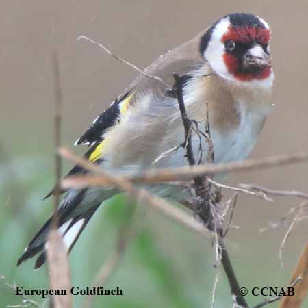 European Goldfinch